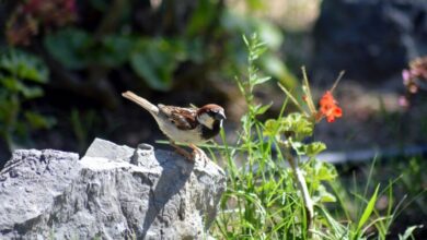 crested woodland bird nyt